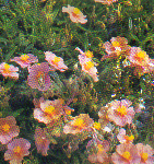 Solvända Heliánthemum x hýbridum 'Lawrenson's Pink' 15 cm Solvända är en halvbuske med nedliggande växtsätt och enkla, rosafärgade