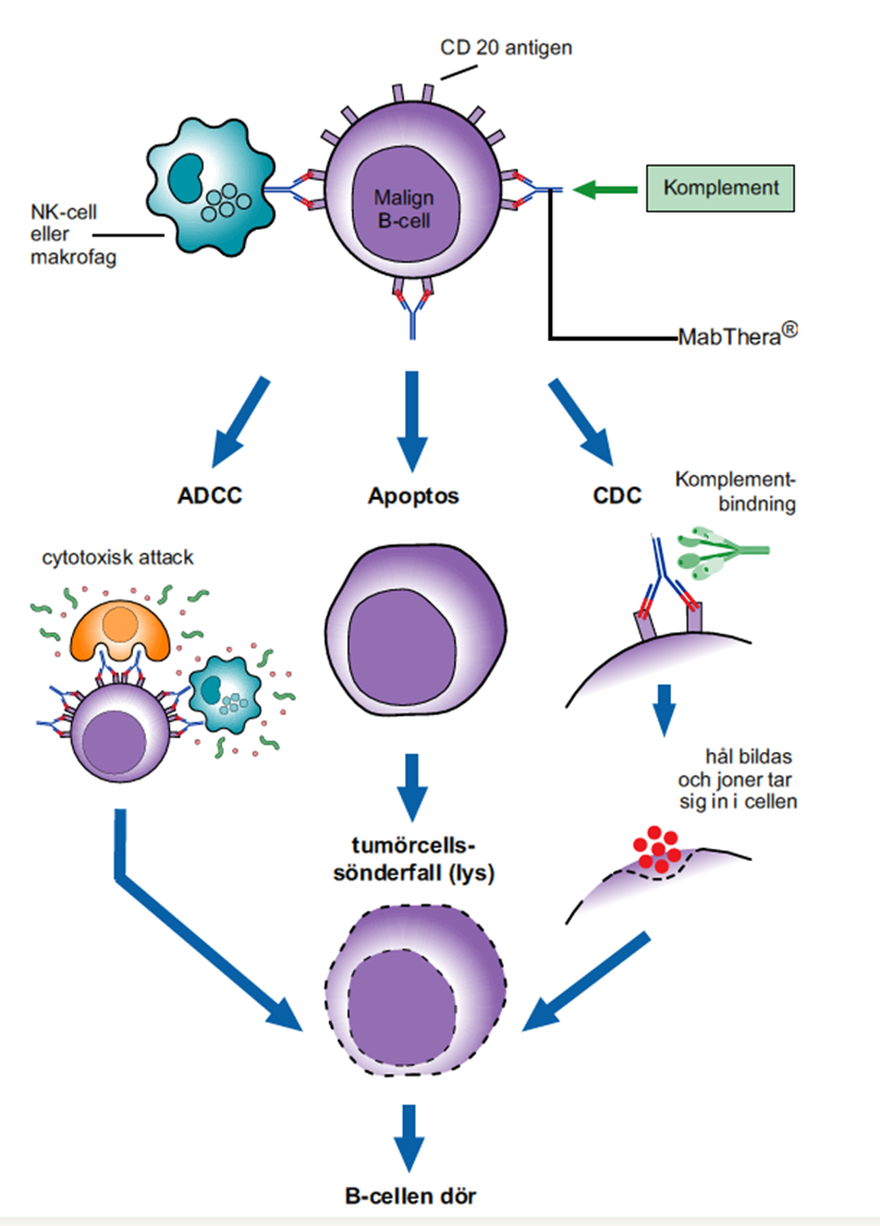 Antikroppar är normalt förekommande i vårt immunsystem. Monoklonala antikroppar är framodlade för att hjälpa kroppens eget immunsystem att bekämpa canceromvandlade celler.