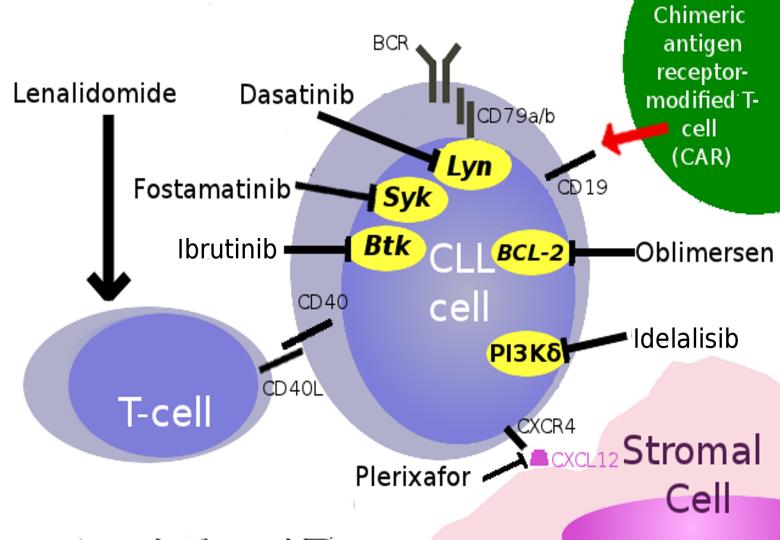 Nya behandlingsalternativ Långa remissioner med ibrutinib även vid ogynnsam genetik Flera nya möjligheter att behandla KLL: Tyrosinkinashämmare: (Ibrutinib,