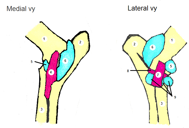 Figur 1: Armbågens anatomi i medial och lateral vy.