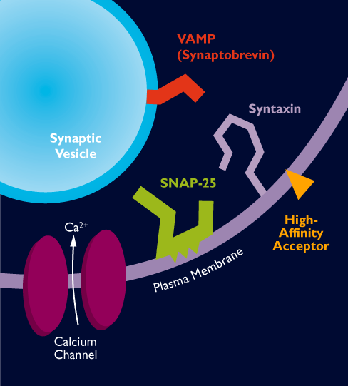 The Mechanism of Action 2a. Intracellular target SNAP-25.