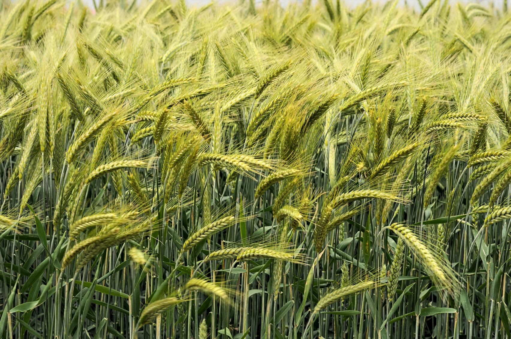 Slamkvalité i Skåne län