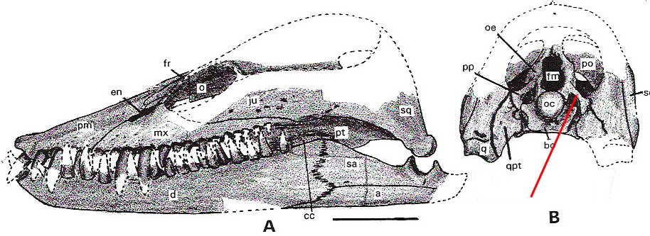 (2011) beskrivs anatomin av ett kranium från svanödlan Thalassiodracon hawkinsii från tidig jura i Storbritannien. I denna artikel finns bilder av hjärnskålen och tillhörande ben hos svanödlan.
