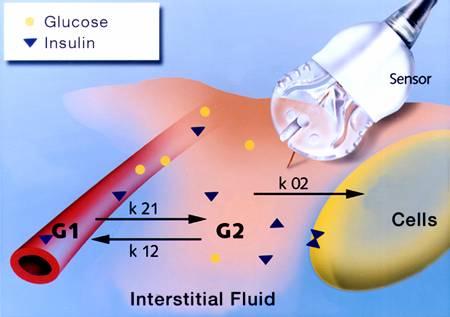 Interstitial Fluid (ISF) Measurement ISF (G2) is comparable to actual blood glucose (G1) because ISF is fed by the capillaries Physiological Delay When glucose is changing rapidly, interstitial fluid