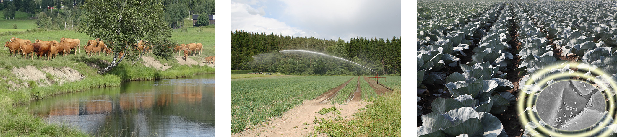 LANDSKAPSARKITEKTUR TRÄDGÅRD VÄXTPRODUKTIONSVETENSKAP Rapportserie Hygien och bevattningsvatten ett kunskapsunderlag framtaget på uppdrag av projektet Vatten som smittkälla till djur och människor på