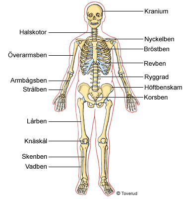Skelett och leder Skelettets uppbyggnad Flera hundra ben Vårt skelett är uppbyggt av drygt 200 ben. En del ben är stora, till exempel lårben och höftben.