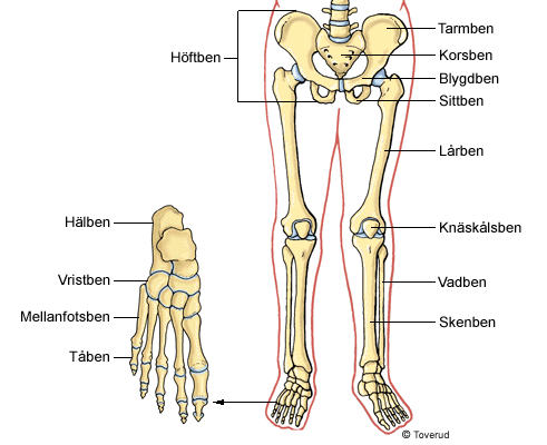 Armen innehåller tre stora ben, överarmsbenet i överarmen, strålbenet och armbågsbenet i underarmen. Alla tre benen har leder mot varandra.