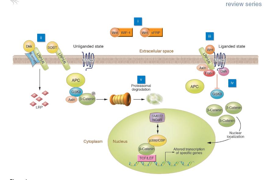 Potential MOA for Sclerostin: Inhibiting Wnt Signaling and
