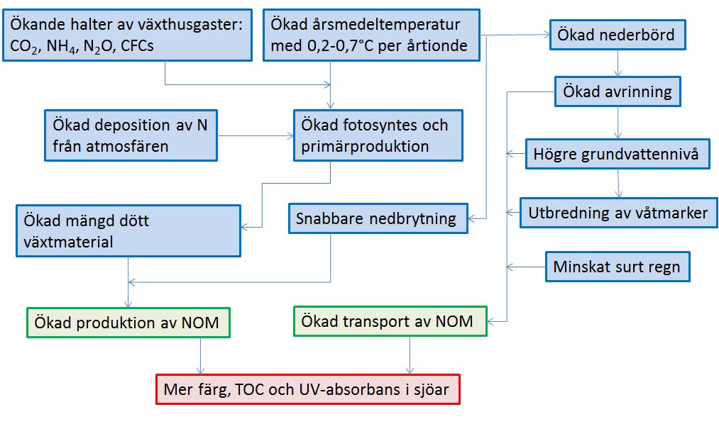 Figur 2. Överskådlig figur över teorier kring varför NOM ökar. Modifierad från Forsberg (1998). Både halten löst organiskt material och halten järn kan påverka hur brunt vattnet är.