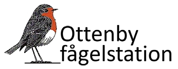 Märkningen inleds i mars, när de första flyttfåglarna anländer, och avslutas i november, när höstflyttningen är över, säger Magnus Hellström, chef på Ottenby fågelstation.
