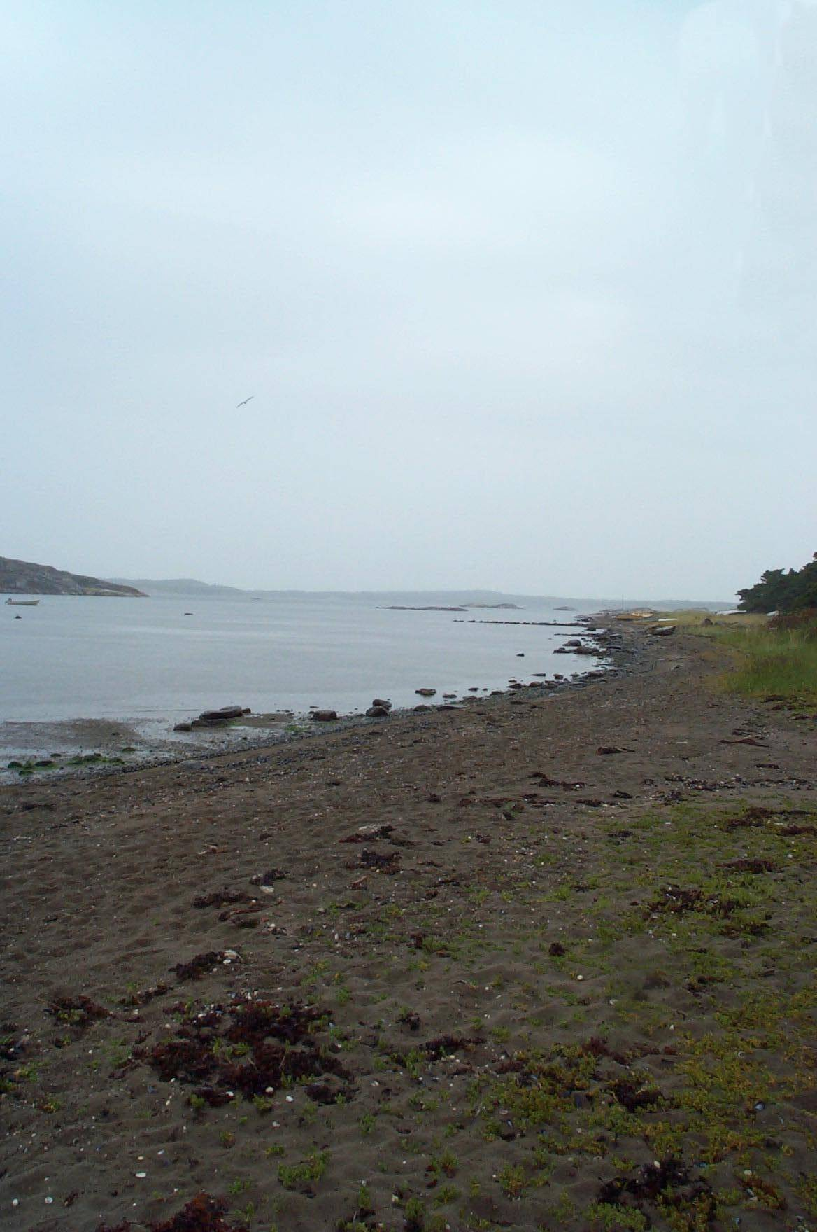 Förändringar och åtgärder Strandområdet Strandområdet längs vattnet saknar i huvudsak högre vegetation. Markskiktet domineras av gräs, strandråg m m.