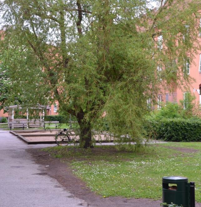 1 Bakgrund Malmö stads officiella hållning är att de stödjer stadsodling, det vill säga att medborgarna själva tar bortglömda eller oanvända grönytor, exempelvis Fig.
