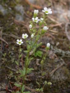 Hybridisering Exempel: Grusbräcka, en liten rar blomma, växer i norra götaland Klippbräcka växer i norra svealand