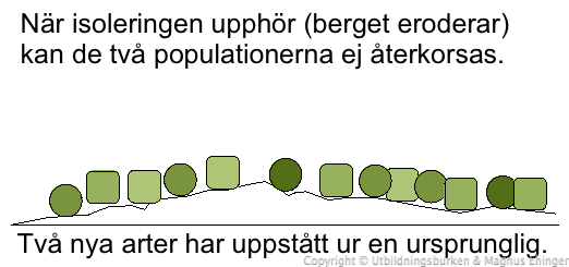 Artbildning genom isolering (allopatrisk artbildning) Om populationerna inte kan återkorsas