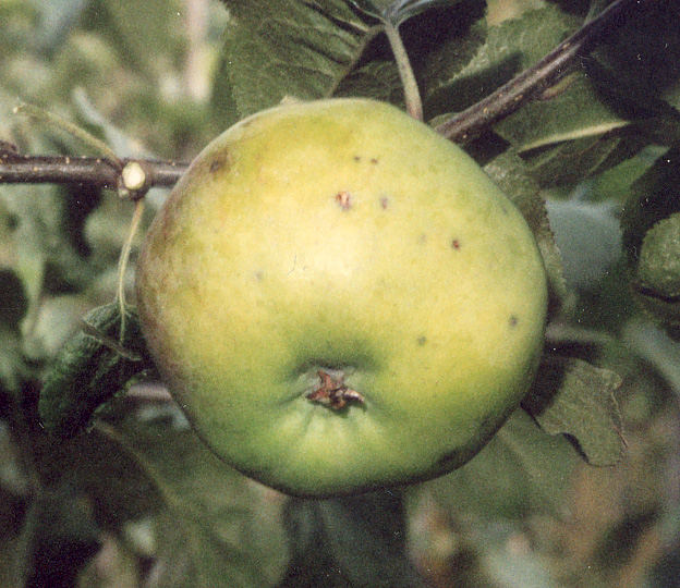 Malus domestica 'MAGLEMER' MAGLEMER, vinteräpple Osäker härkomst Fin bordsfrukt, äpplet kan tålas av många allergik Är svagväxande och har tidig och rik bördighet, bör kartgallras Blomningen är