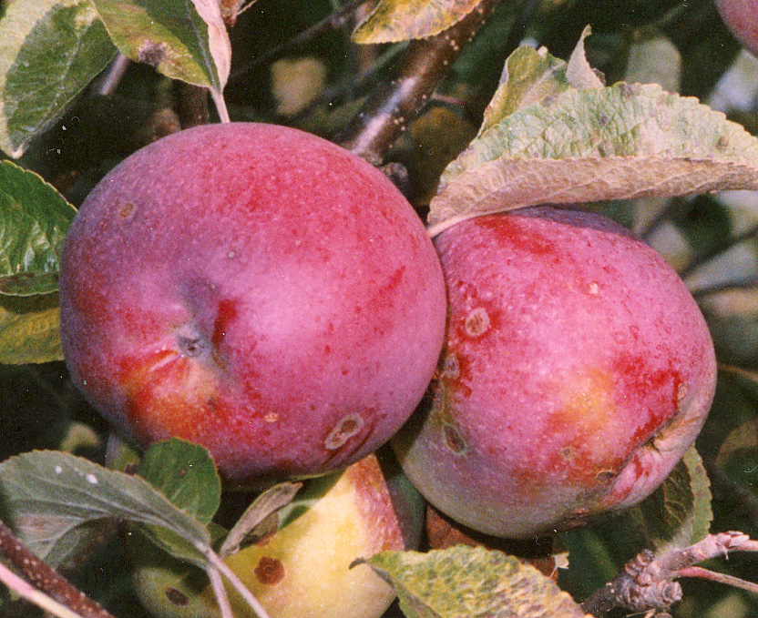 Malus domestica 'MÖLNBACKA SÖTÄPPLE' MÖLNBACKA SÖTÄPPLE, äpple Malus domestica 'ROGER MC INTOSH' MC INTOSH, vinteräpple Ontario, Kanada Växer medelstarkt och får ett karaktäristiskt ljust bladverk