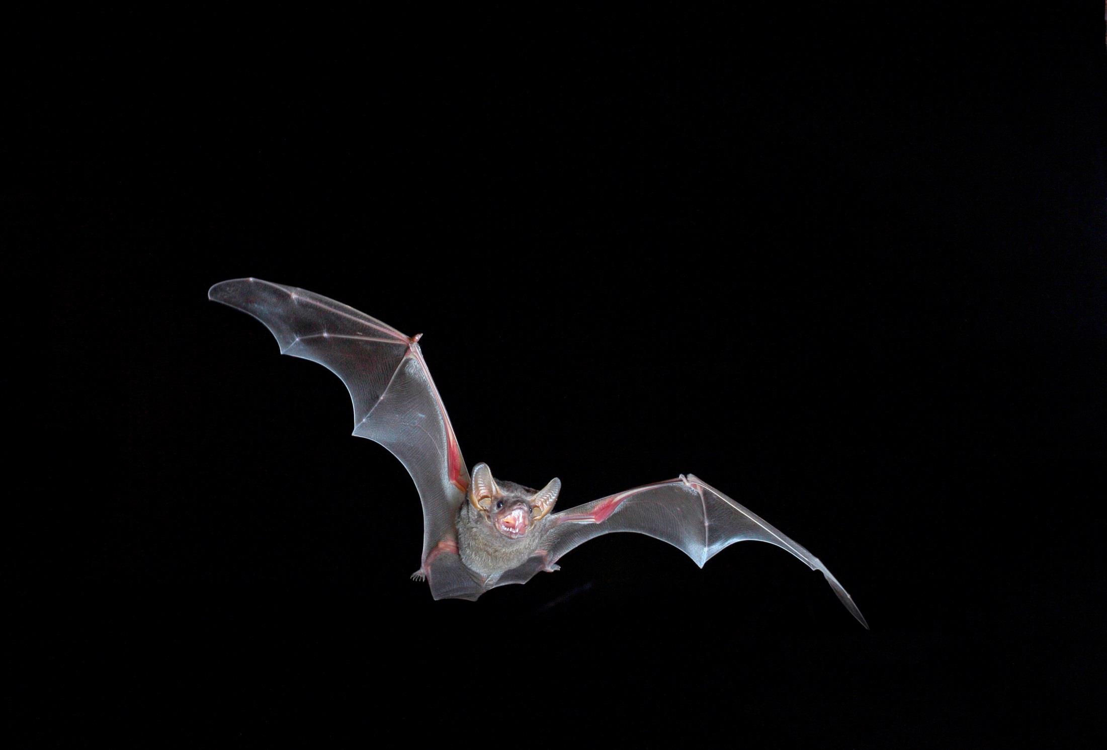 Australian Common sheath-tailed bat Taphozous georgianus Fladdermöss är mästare på att