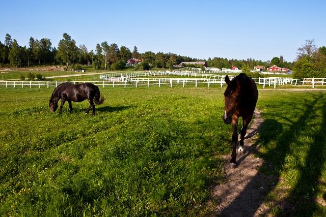 Julmyra Horse Center framtidens hästhållning Hagar vid Julmyra Horse Center.
