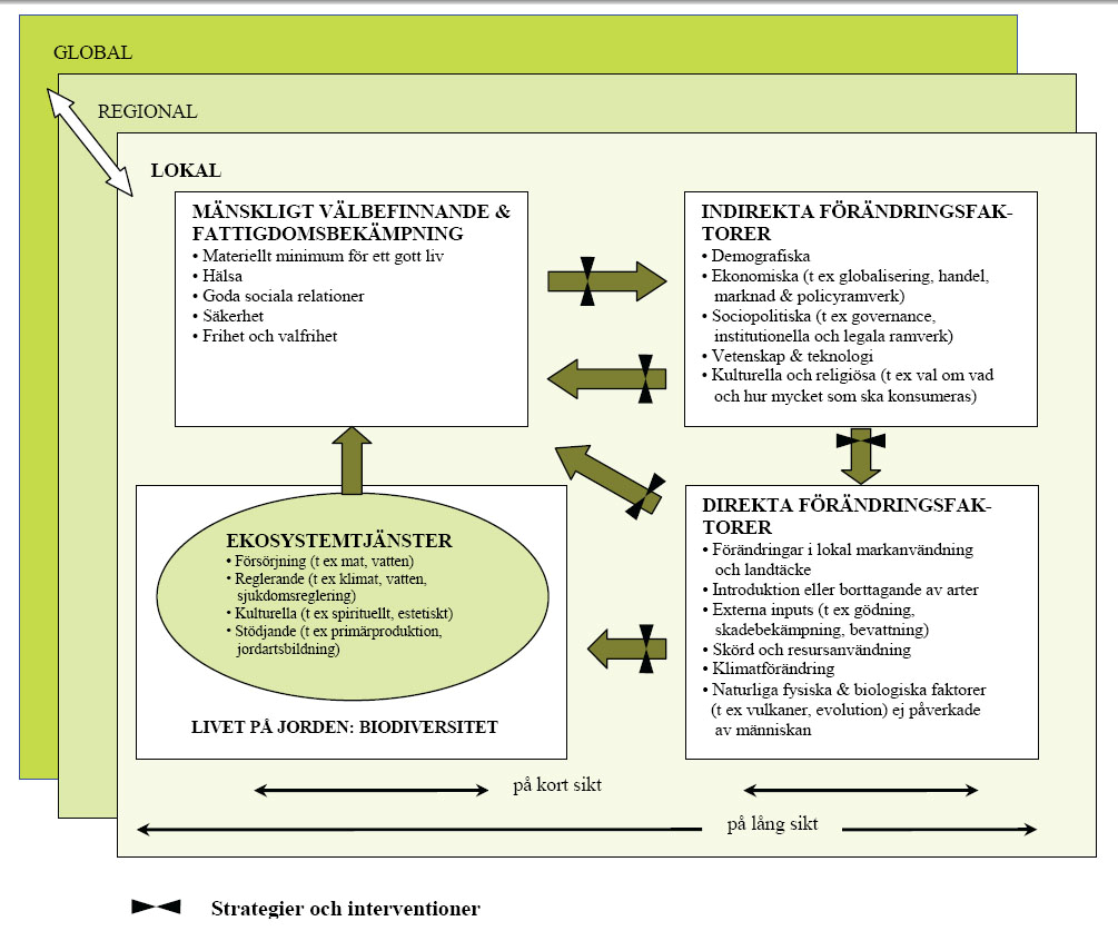 Figur 3. Millennium Ecosystem Assements ramverk. (till svenska av U. Sandström 2007).
