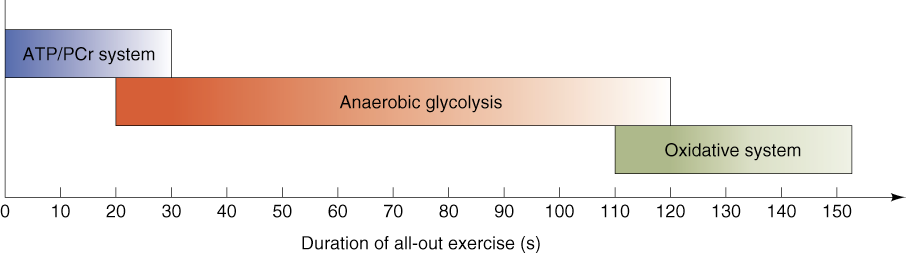 Mjölksyratröskel FETTMETABOLISM Energiutvinning Alaktacid Laktacid Aerob (glykos/glykogen) Aerob (fett)