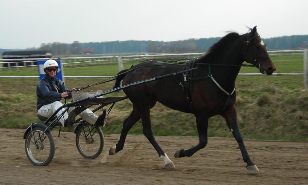En kartläggning av behandlingsmetoder vid böjsen- och gaffelbandsskador hos varmblodiga travhästar A survey of treatment methods for tendinitis and desmitis in harnessracing horses Sara Andersson
