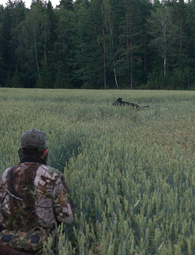JAKT ÅRET OM! I Sverige har vi ett unikt utbud av jaktbara arter och möjlighet till jakt i stort sett hela året.
