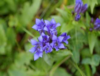 Gentiana