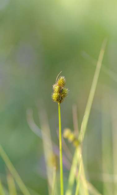 Carex