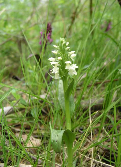 Huldreblom - Epipogium aphyllum