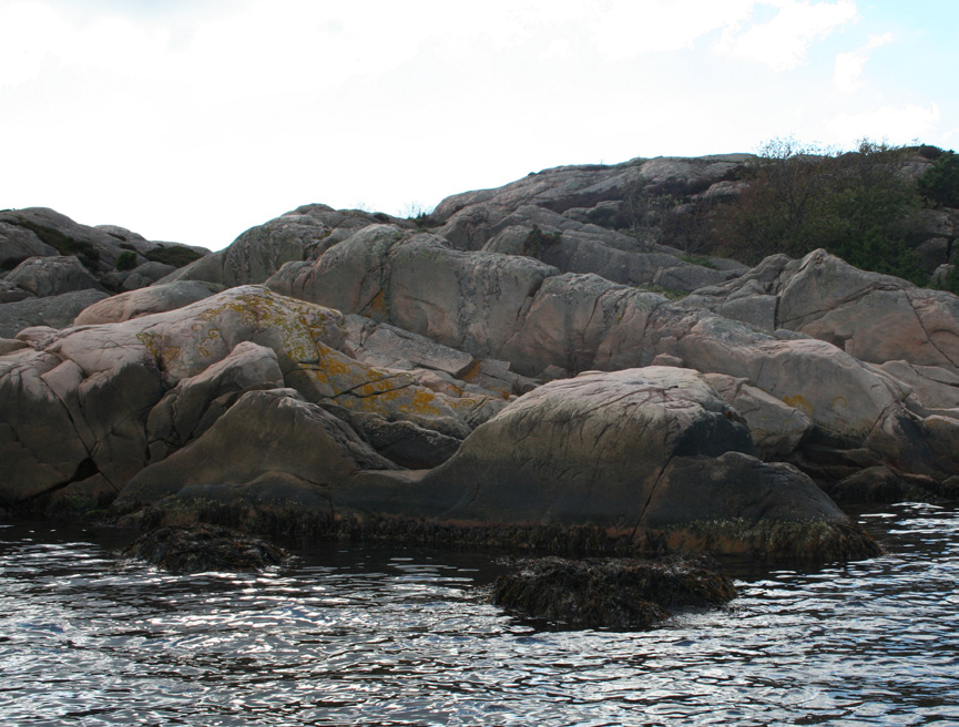 Övervakning av Makroalger i Brofjorden 199-1 Inventeringsår 1 djupet på lokalen varierar mellan inventeringstillfällen, då transekten förlängdes år 9, och avslutas nu på ca 11 meters djup där en