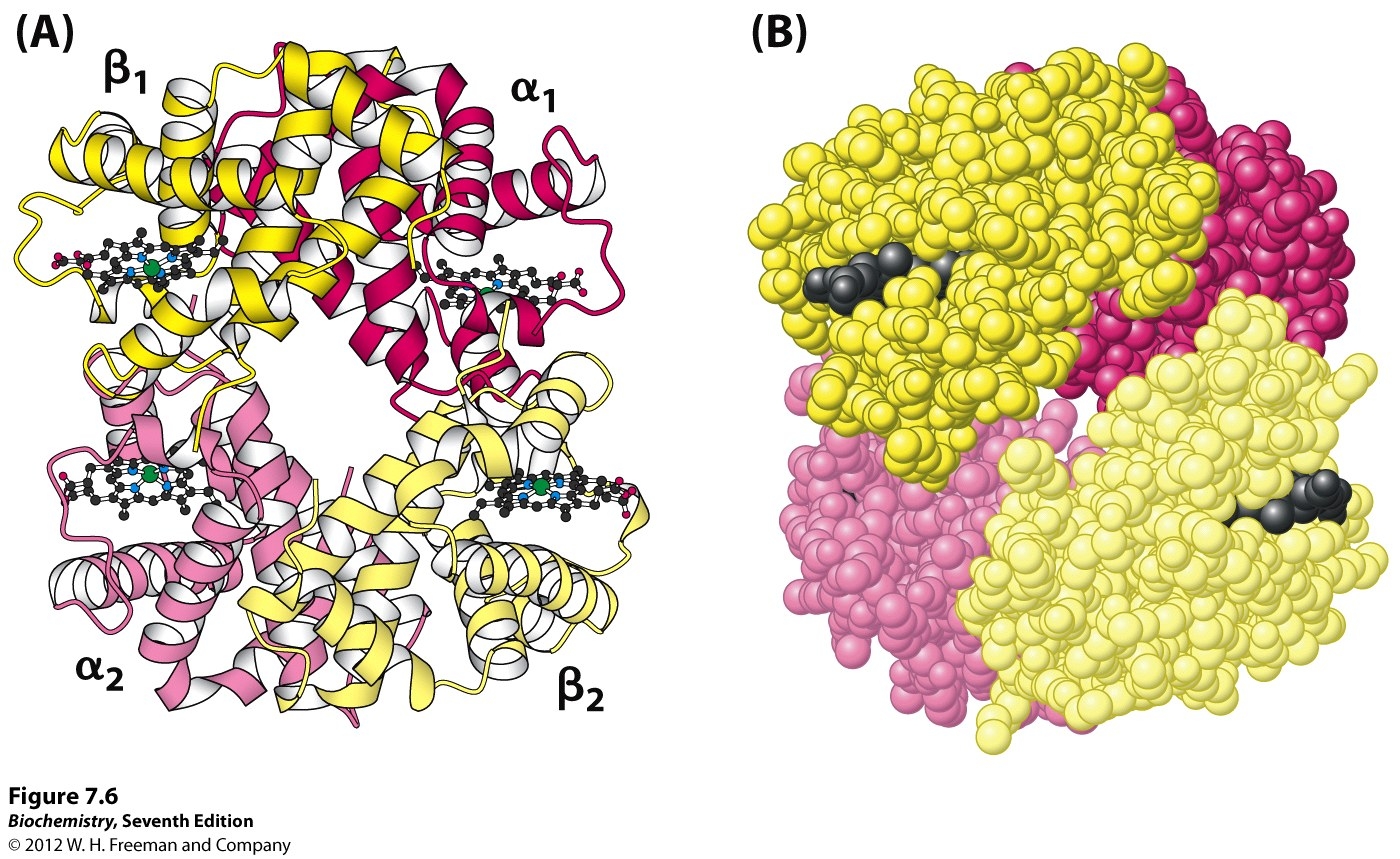 Hemoglobin 4