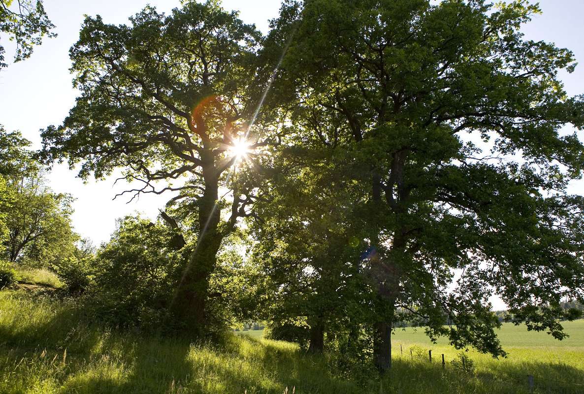 Kritiska miljöfrågor Landskapets rekreationsnatur- och kulturvärden Jord- och skogsbruk Mark