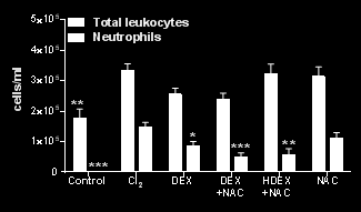 R R S (c m H 2 O s /m l) Läkemedelsbehandling Korttidseffekter Läkemedel Dos Tidpunkt Administrering Luftvägsreaktivitet Minskar inflammation Dexametason Hög dos (100 mg/kg) < 6h i.p. y* y* Låg dos (10 mg/kg) 1 h i.