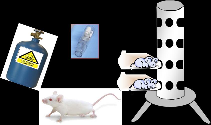 Metoder Klorgasexponering Läkemedelsbehandling (2-24h efter exponering) Analys av kliniska symptom Allmänt hälsotillstånd Lungfunktion Analys av inflammatoriska markörer Lungsköljvätska och serum