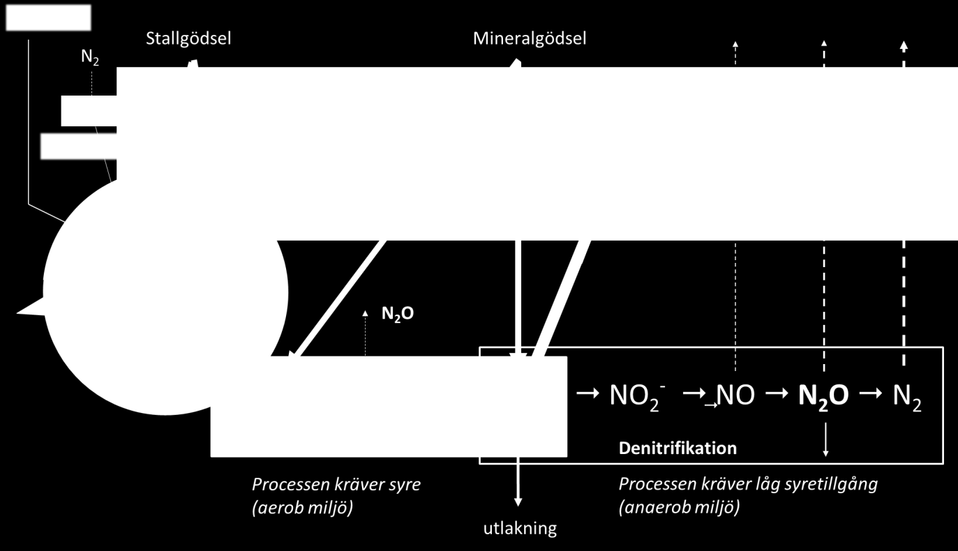 Lustgas kommer från markens kvävecykel Lustgas bildas när kväve i form av organiskt material och andra kemiska föreningar bryts ner och mineraliseras i marken.