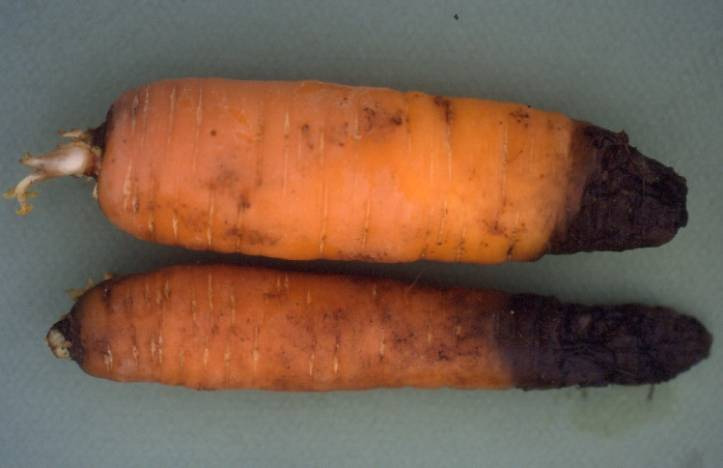 undersökta proven Ascochyta Fusarium = rödmögel Mycocentrospora = svartröta Colletotrchum