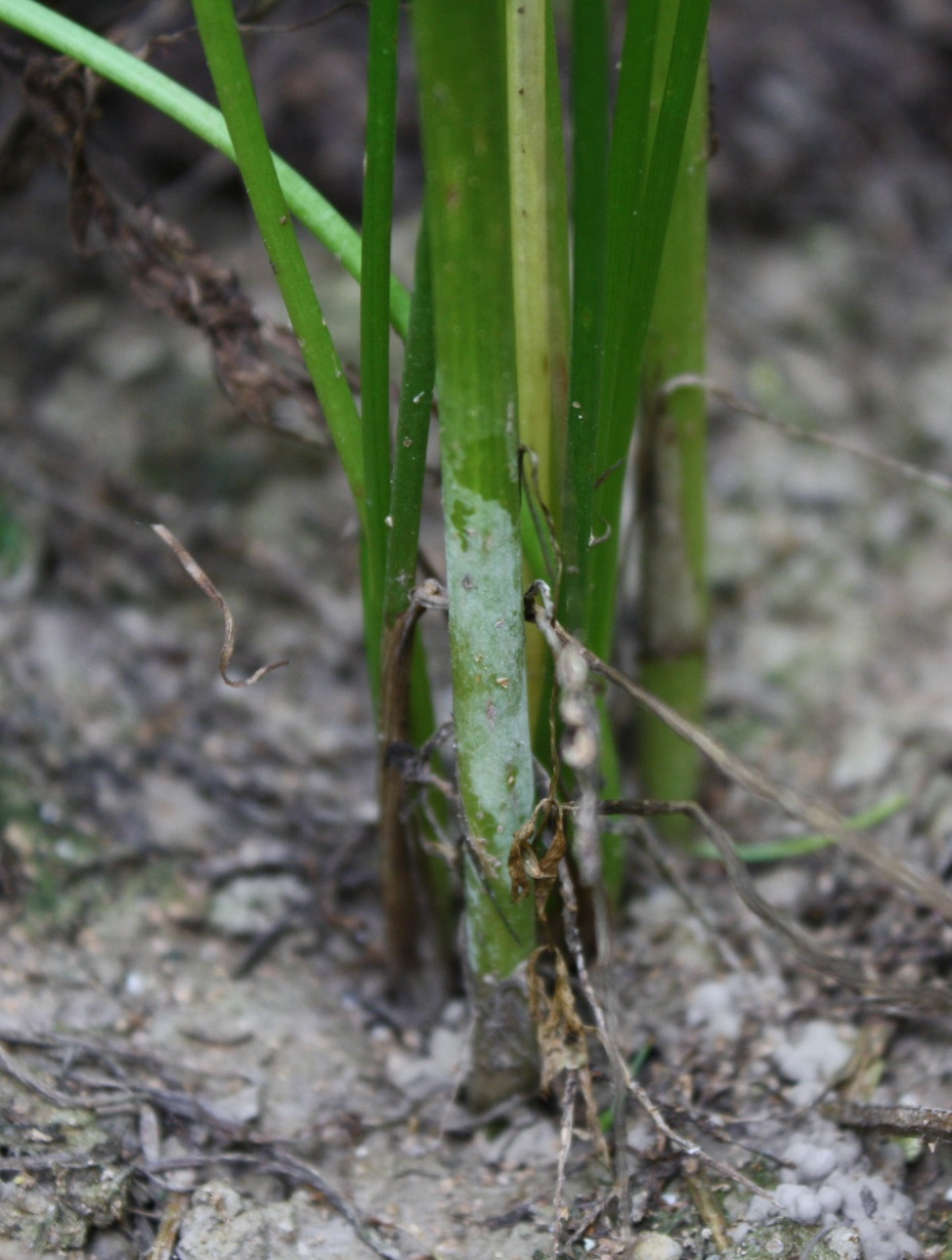 förekomst % av åkrar med mjöldagg på plantorna