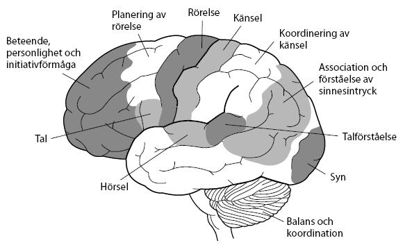 Yrsel uppkommer i medvetandet - konflikter i hjärnans bearbetning av informationssignaler.