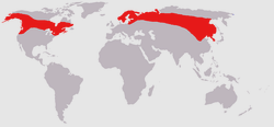 Det finns mellan 300-400 000 älgar i Sverige och ett av de senaste åren sköts 88 000 älgar i Sverige. Rekordåret 1982 sköts 174 741 älgar, ca dubbelt så mycket älg då som nu.