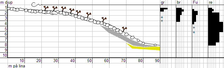 Grönslick, Cladophora glomerata, och tarmalger, Ulva spp., inleder profilen ner till 1,2 m djup och förekommer sedan som enstaka exemplar ner till 3 m djup.