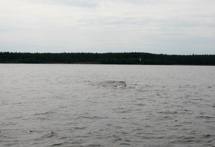 Gävlebukten Lokal 12, Storbådan Datum: 2009-07-31 Position: N 60,72373 E 17,36339 Riktning: 79/360 Vind: O 3m/s Våghöjd: 0,2 m Siktdjup: 2,1 m Sal: 4,0 Profilen börjar på 1,7 m djup nedanför ett