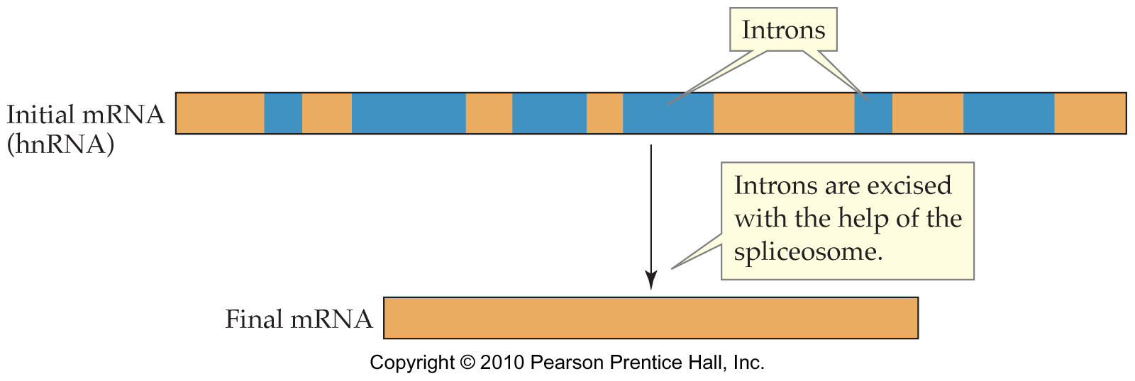 Splicing Exon Intron Chapter Twenty