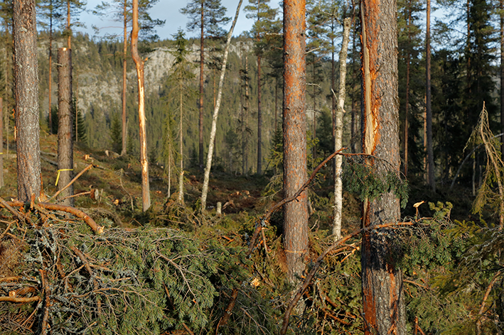 Länsstyrelsen bjuder på lunch Introduktion kring Skogforsk/StoraEnso s försöksverksamhet vid Nybodknätten, produktion med förstärkt