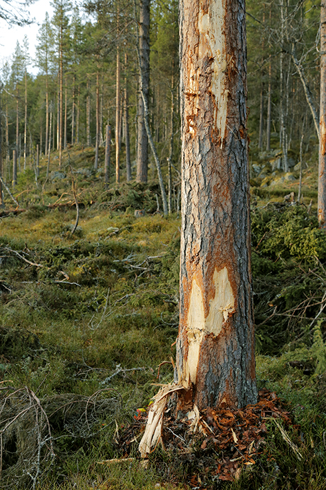 PF skötsel.