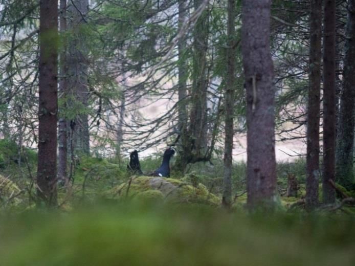 Kan habitatmodellering vara detta redskap?