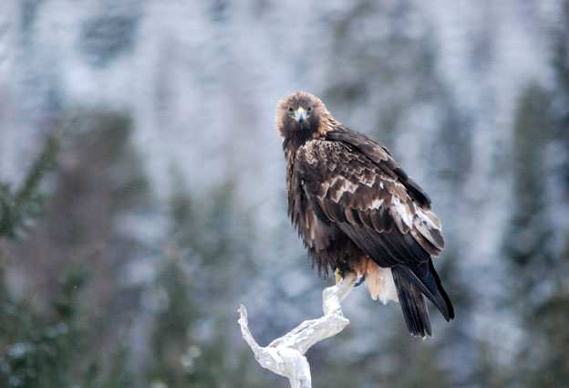 Pajala 203E. Ålder: 9V Höger svart X3392, vänster orange/svart 203E. Ringmärkt 2000 i Norrbotten.