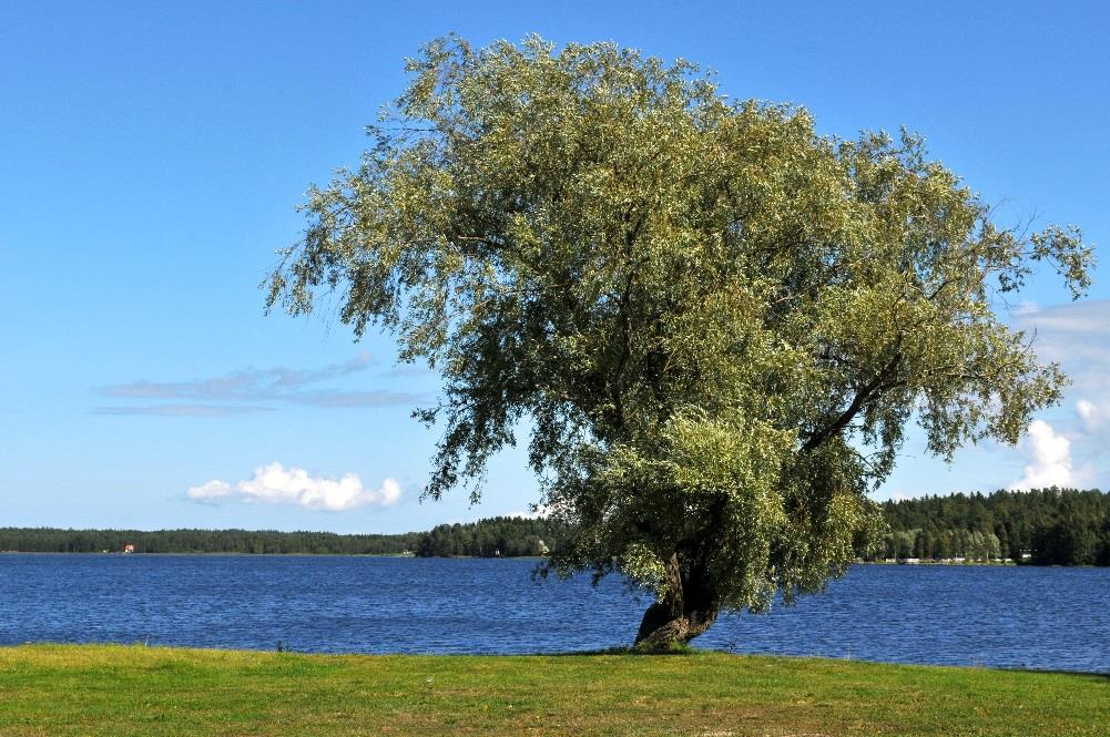 vårdhem SAS-verksamhetens principer i