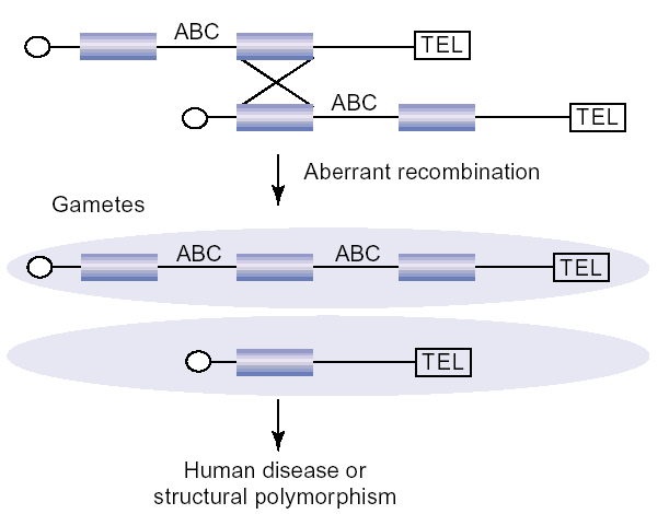 Mutationer