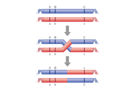 Länkade gener Större sannolikhet för recombination mellan B