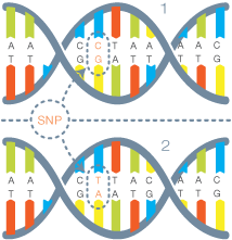 SNP SNP = single nucleotide polymorphism Kan